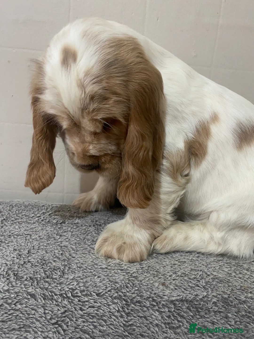 Cocker Spaniel dogs for sale: ‘Show Type’ Cocker Spaniel Puppies. KC Registered. - Advert 32