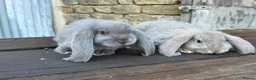French Lop rabbits for sale: Stunning xl French lops  - Advert 8