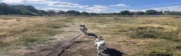 Mixed Breed dogs for sale: Marius is looking for his forever home 💙  in Manchester - Advert 29