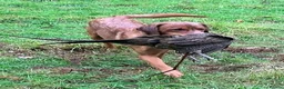 Labrador Retriever dogs for sale: Outstanding KC registered Fox Red Labrador Puppies - Advert 14