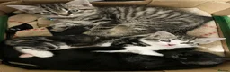 Mixed Breed cats for sale: Three chilled out goofballs - Advert 4