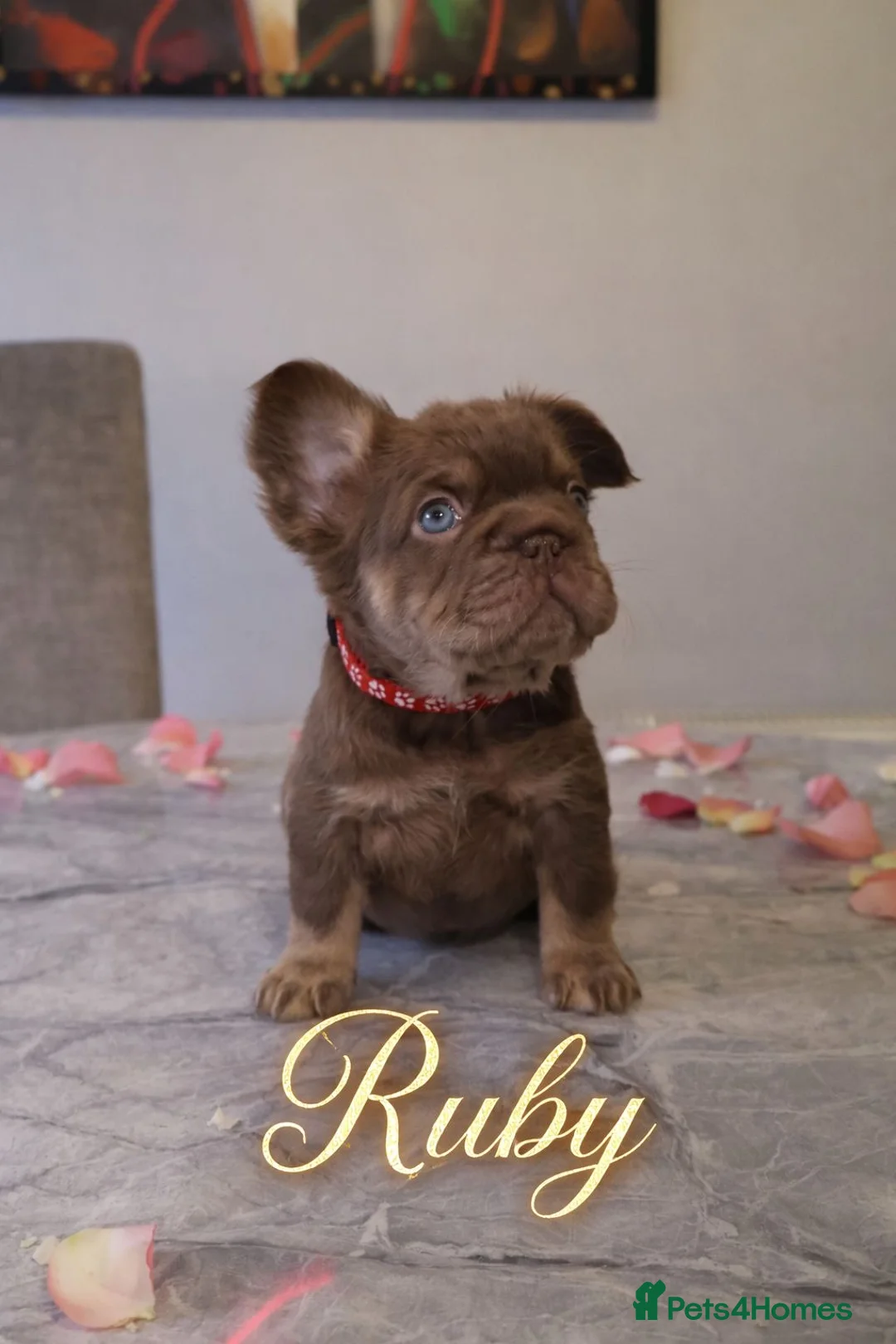 French Bulldog dogs for sale: French bulldog  - Advert 8