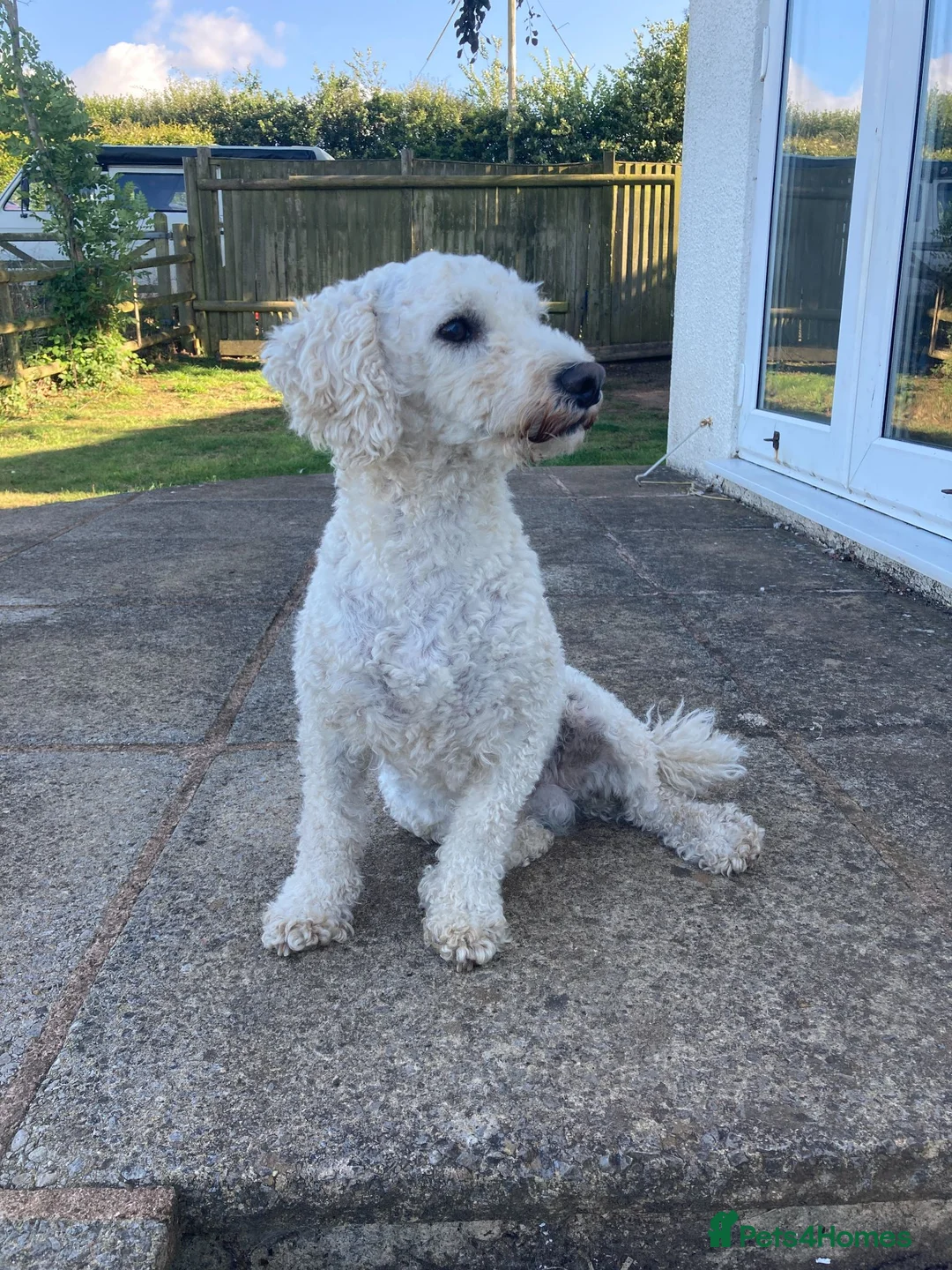 Poodle dogs for sale: HANDSOME POODLE, CHARLIE - Advert 6