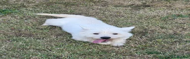 West Highland Terrier 1