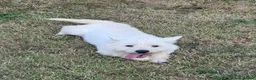West Highland Terrier dogs for sale: Lovely adult female looking for new home  - Advert 3