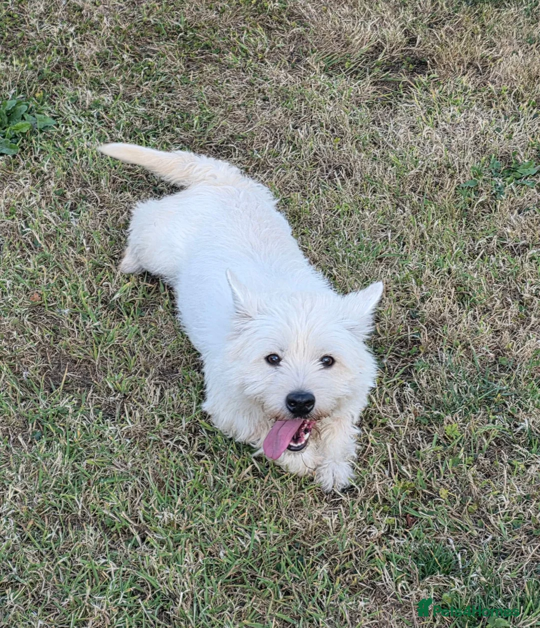 West Highland Terrier dogs for sale: Lovely adult female looking for new home  - Advert 3