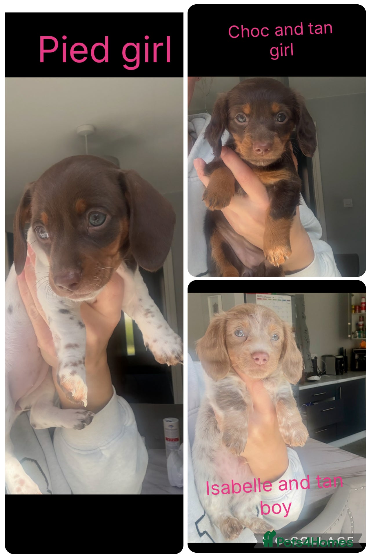 Miniature Dachshund dogs Kc registered mini dachshund for sale   - Advert 6