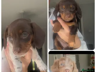 Miniature Dachshund dogs Kc registered mini dachshund for sale - Advert 6