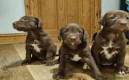 Mixed Breed dogs for sale: Collie cross rough haired Hungarian viszler  - Image 27