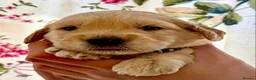 Goldendoodle dogs for sale: STUNNING AUSTRALIAN GOLDENDOODLE PUPPIES! - Advert 10
