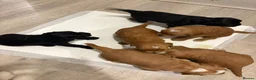Sproodle dogs for sale: Sproodle puppies - Advert 9