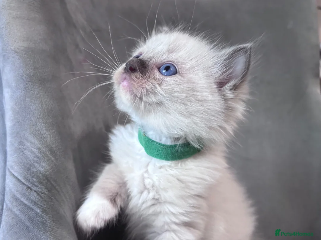 Ragdoll cats for sale: Gorgeous ragdoll kittens  in Mountain Ash - Advert 8