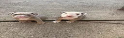 Mixed Breed dogs for sale: British bulldog x British bulldog x pocket bully - Advert 12