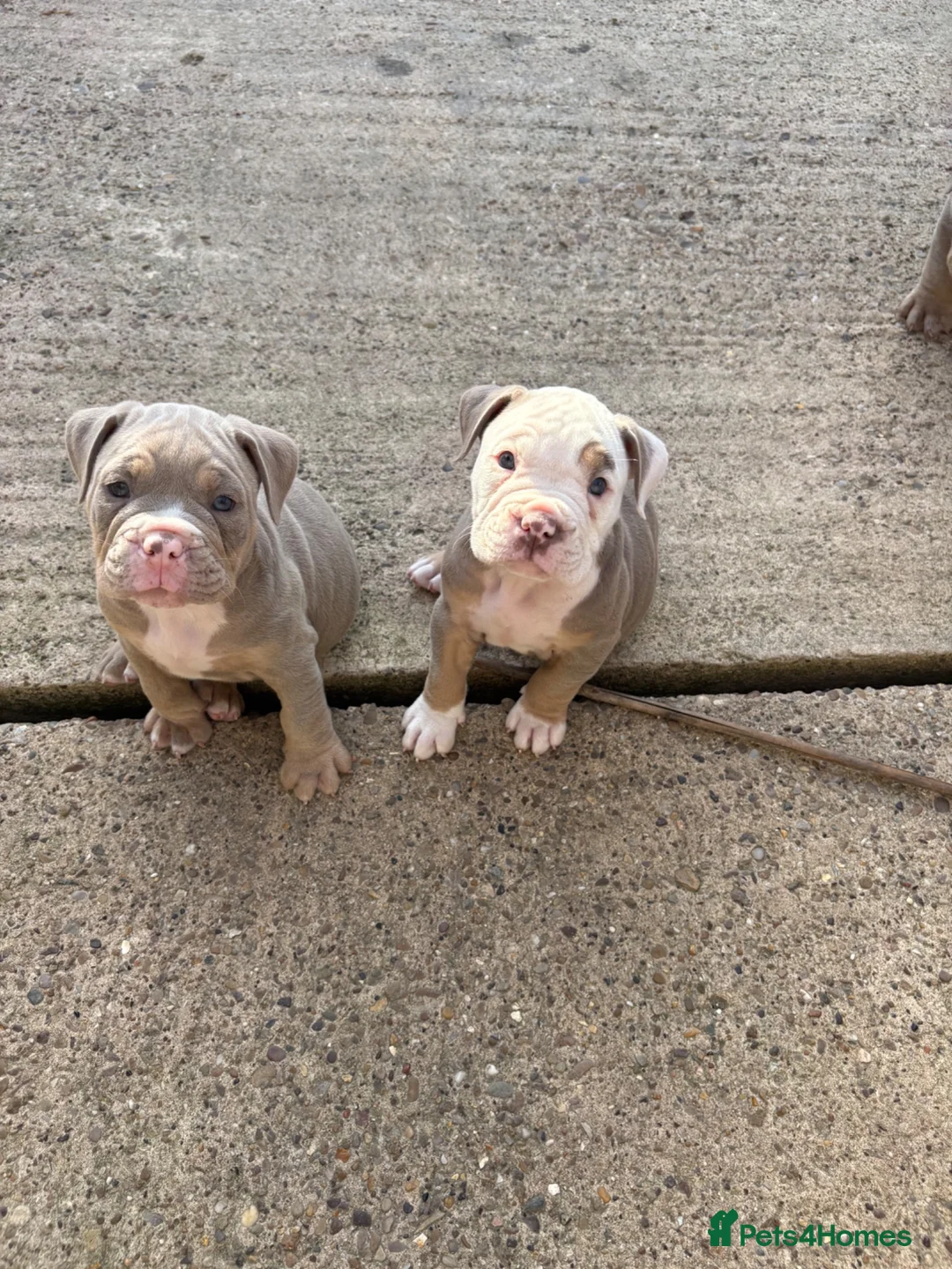 Mixed Breed dogs for sale: British bulldog x British bulldog x pocket bully - Advert 12