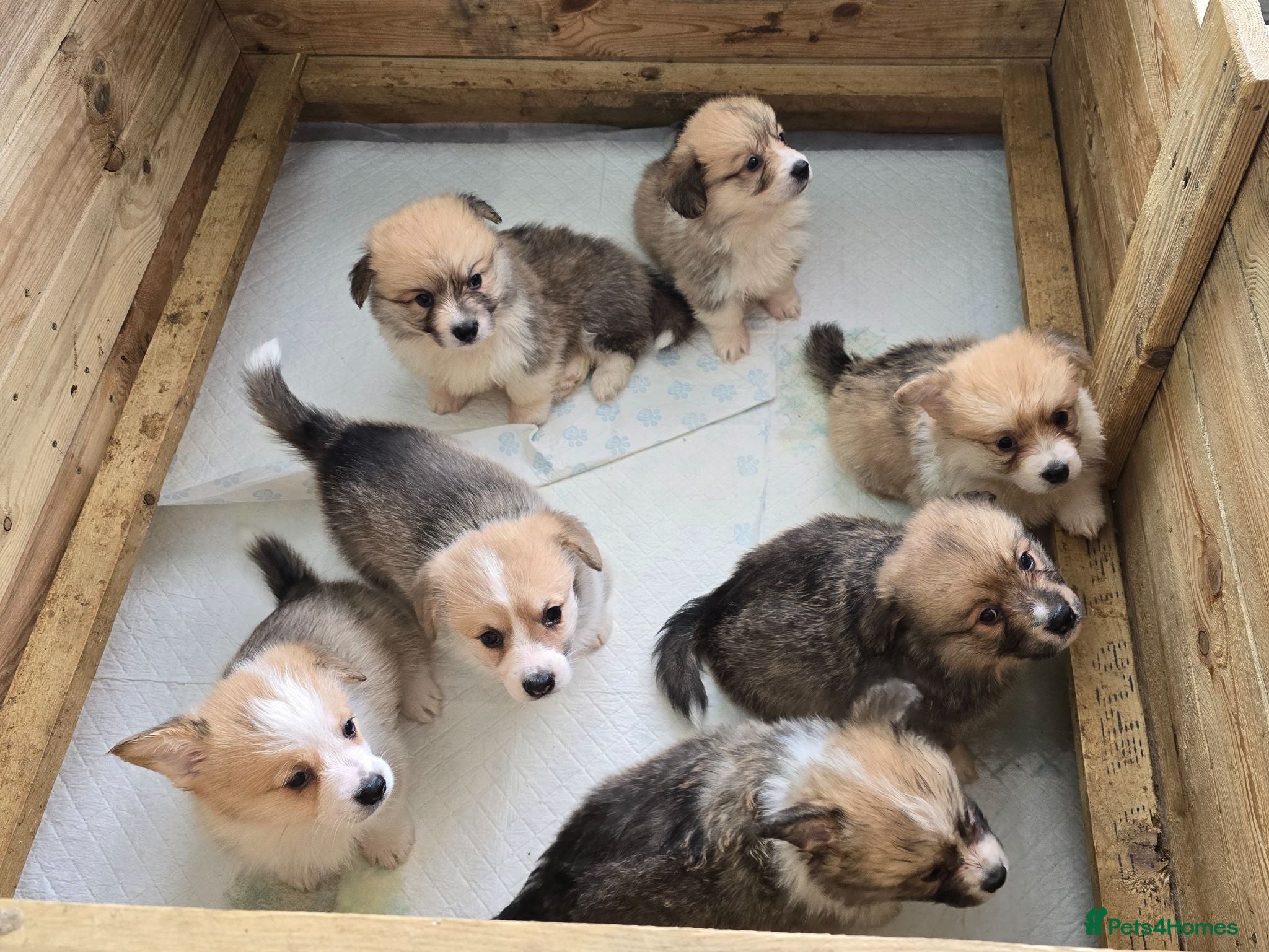 Welsh Corgi Pembroke dogs KC Welsh Pembroke Corgi Puppies  - Advert 17