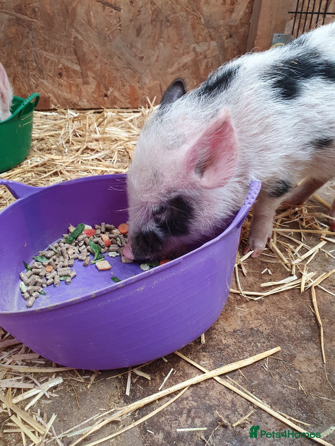 Pig livestock for sale: Micro / Mini / Little Pig Piglets - Advert 4
