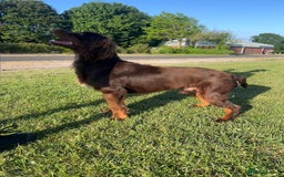 Cocker Spaniel dogs for sale: 🐶🤎True Working Cocker Spaniels🐶🤎 - Image 10