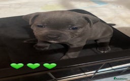 Staffordshire Bull Terrier dogs for sale: Piro daughter & Pharon (Bullscaff) pups for sale - Image 18