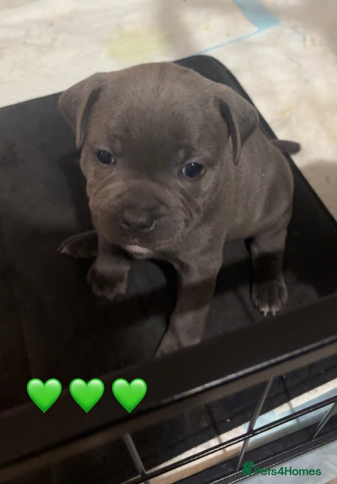 Staffordshire Bull Terrier dogs for sale: Piro daughter & Pharon (Bullscaff) pups for sale - Image 18
