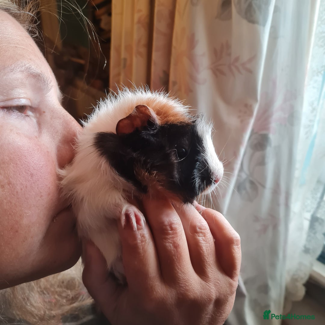Guinea Pig rodents for sale: 2 male, 3 female guinea pigs for sale - Image 6