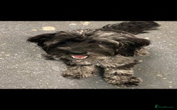 Cockapoo dogs for sale: Gorgeous Cockapoos Health Tested Parents - Image 9