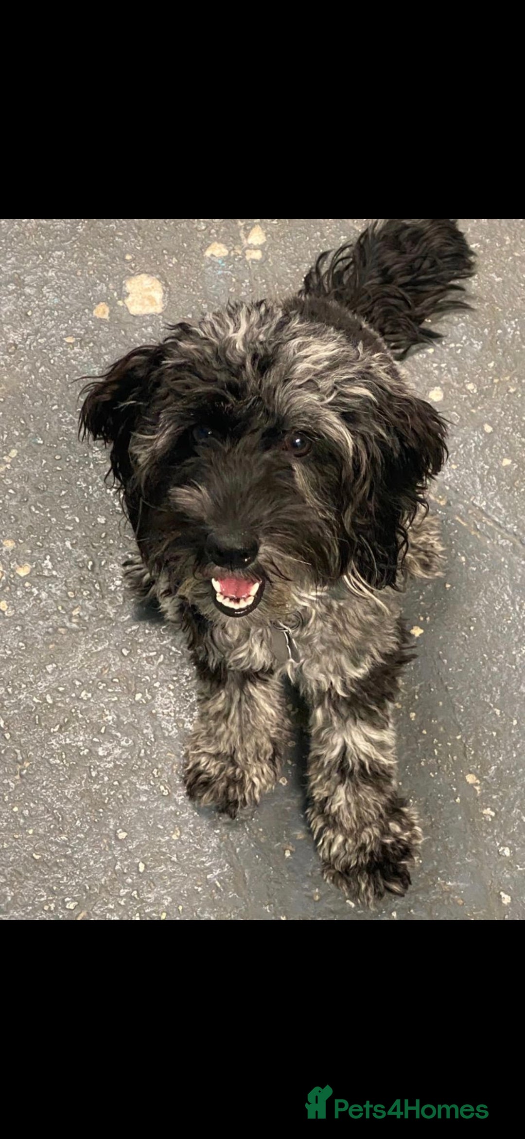 Cockapoo dogs for sale: Gorgeous Cockapoos Health Tested Parents - Image 9
