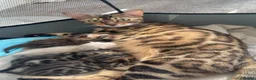 Bengal cats for sale: BEAUTIFUL BABY BENGALS FOR SALE  - Advert 3