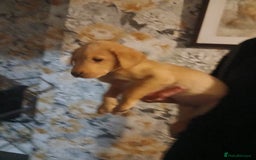 Labrador Retriever dogs for sale: Beautiful lab puppies for sale  - Image 6