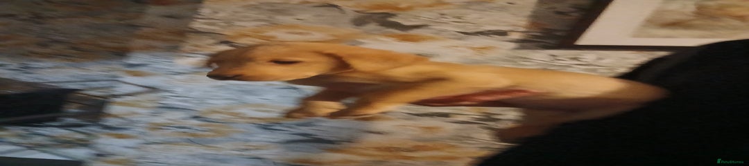 Labrador Retriever Puppy 5