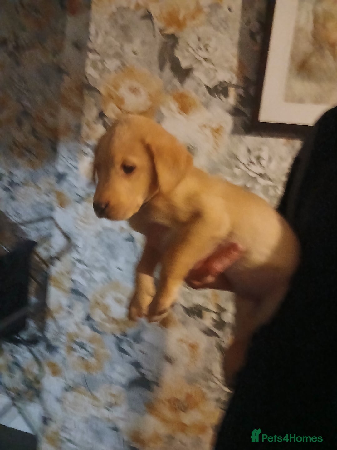 Labrador Retriever dogs for sale: Beautiful lab puppies for sale  - Image 6