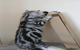 British Shorthair cats for sale: Bsh.Silver Classic Tabby.GCCF./TICA. - Image 7