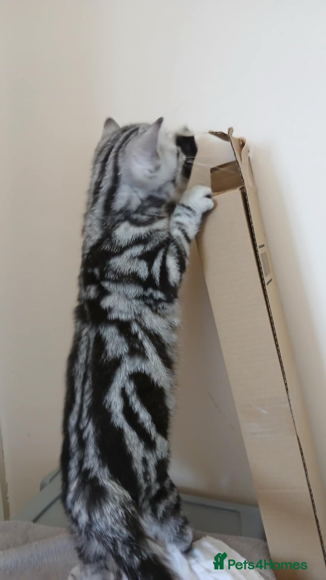 British Shorthair cats for sale: Bsh.Silver Classic Tabby.GCCF./TICA. - Image 7