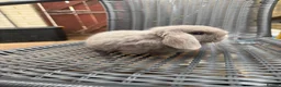 Mini Lop rabbits for sale: 1 Baby Lilac Doe Left 🩶 Ready 11th July  - Advert 3
