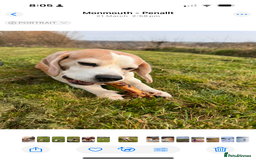 Beagle dogs for sale: 10 year old beagle up for adoption.  - Image 13