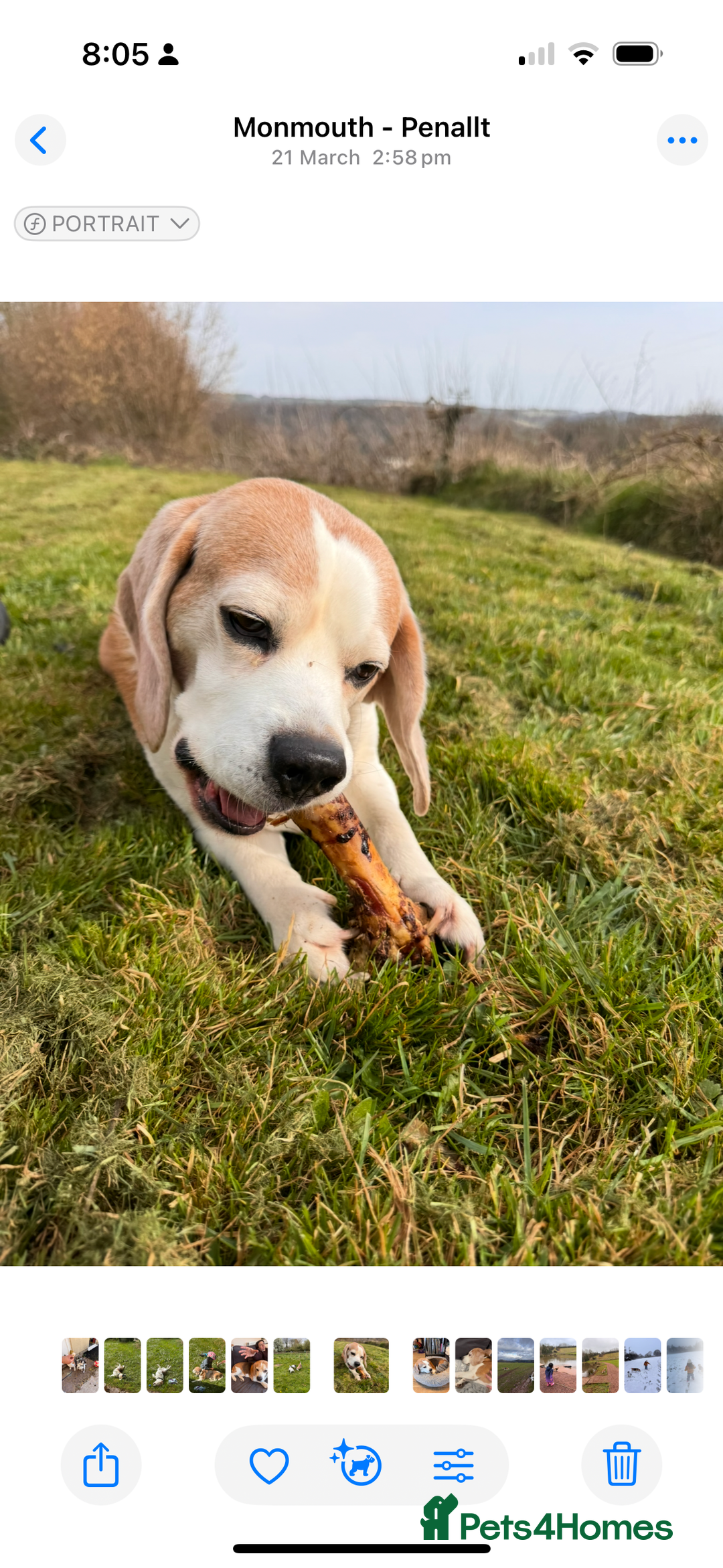 Beagle dogs for sale: 10 year old beagle up for adoption.  - Image 13