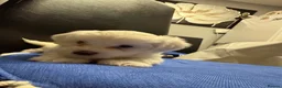 Bichon Frise dogs for sale: 🐾 Gorgeous Bichon Frise Puppies – Ready Soon - Advert 14