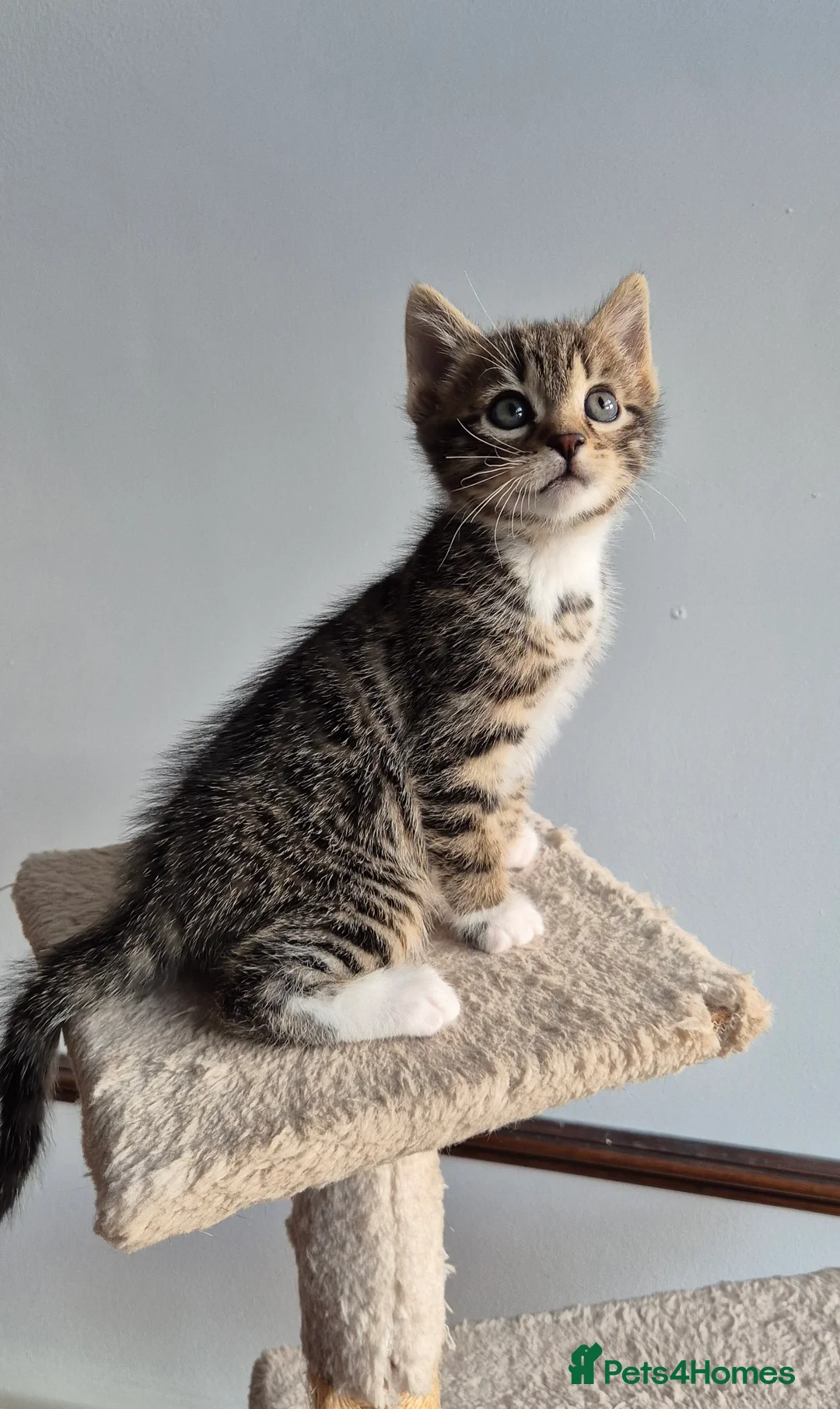 Bengal cats for sale: Bengal kittens in Manchester - Advert 5