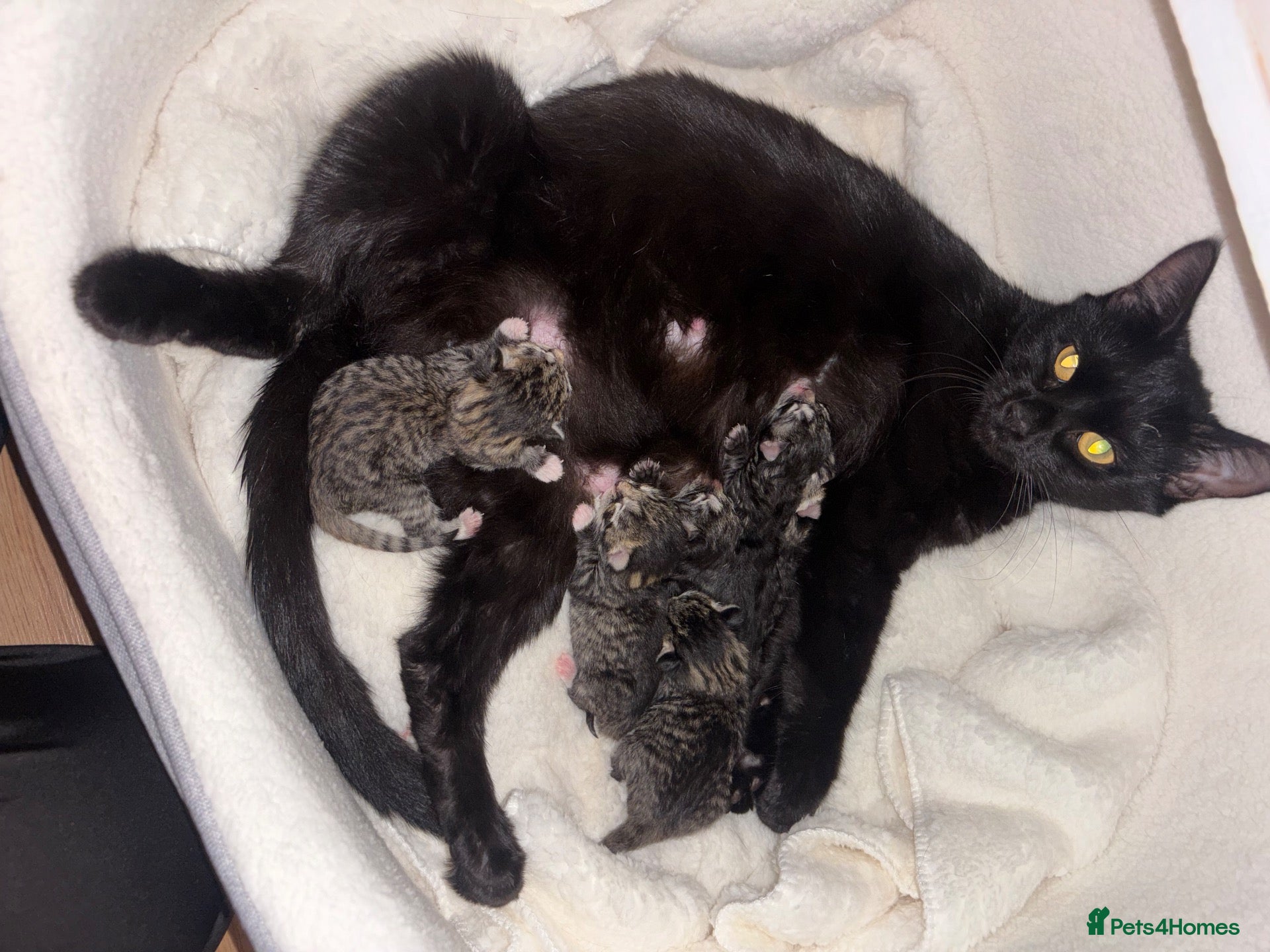 Domestic Shorthair cats for sale: 6 beautiful tabby kittens  - Advert 5