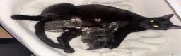 Domestic Shorthair cats for sale: 6 beautiful tabby kittens  - Advert 1