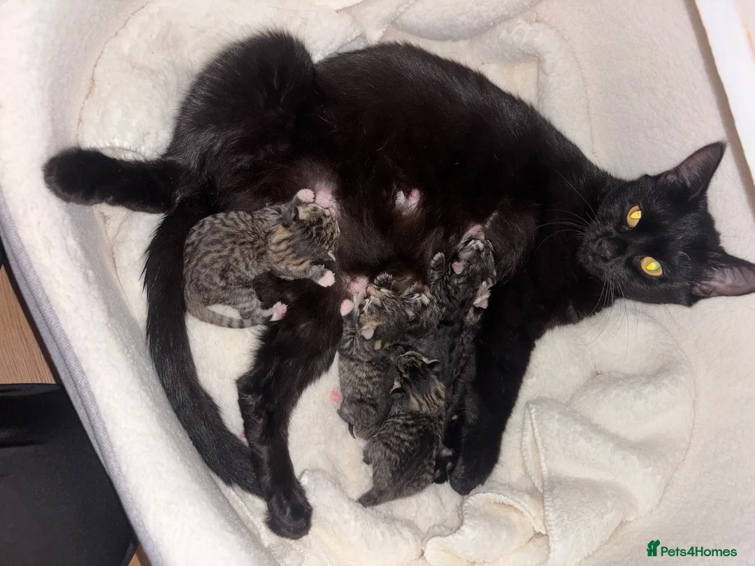 Domestic Shorthair cats for sale: 6 beautiful tabby kittens  - Advert 1