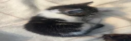 Mixed Breed cats for sale: Kittens - Advert 33