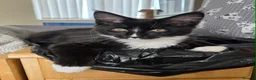 Maine Coon cats for sale: 1 Maine Coon Kitten Needing Home. - Advert 2