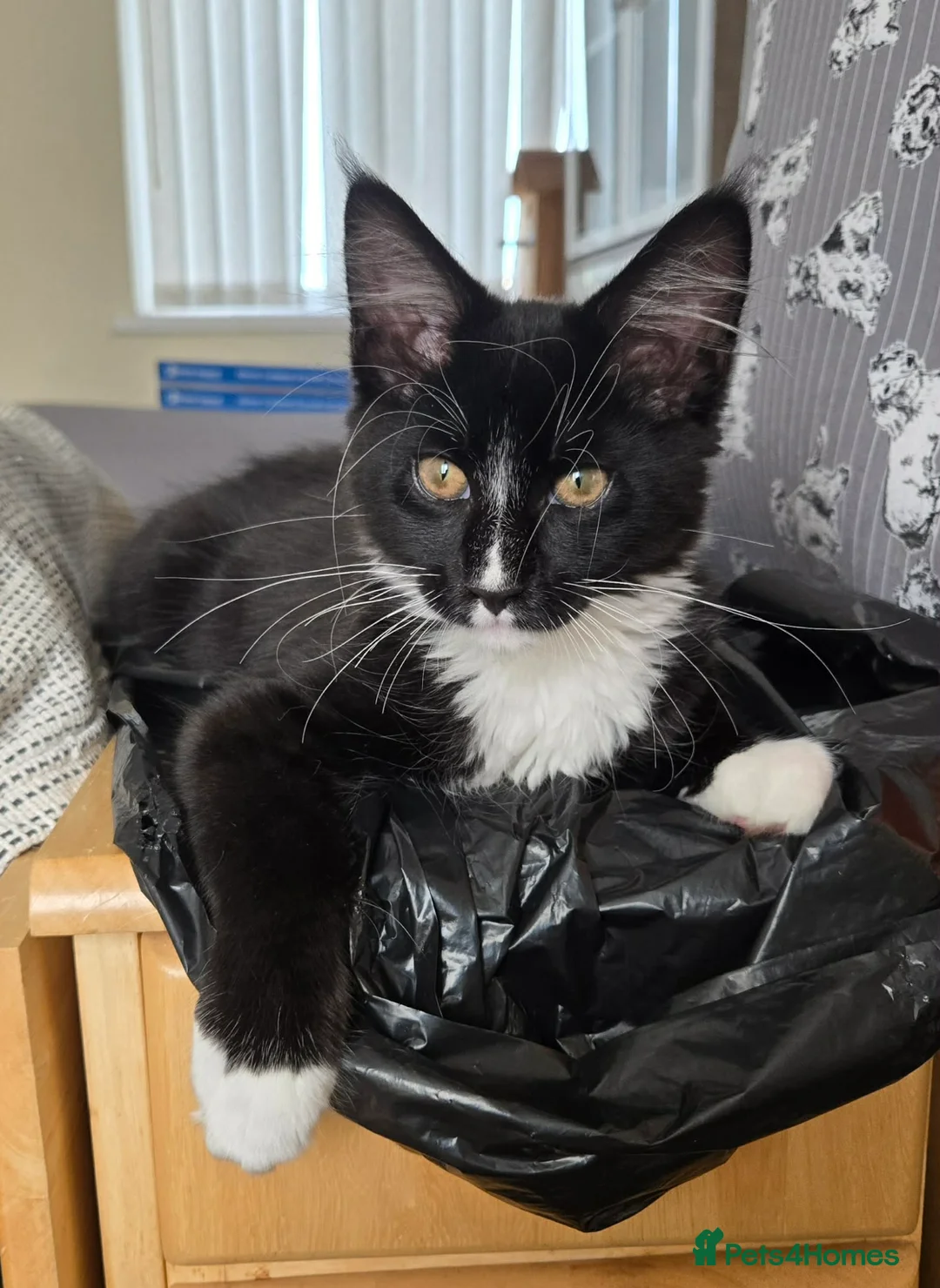 Maine Coon cats for sale: 1 Maine Coon Kitten Needing Home. - Advert 2