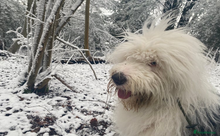 Old English Sheepdog dogs - Advert 1