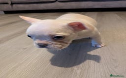 French Bulldog dogs for sale: French bulldog puppy's  - Image 10