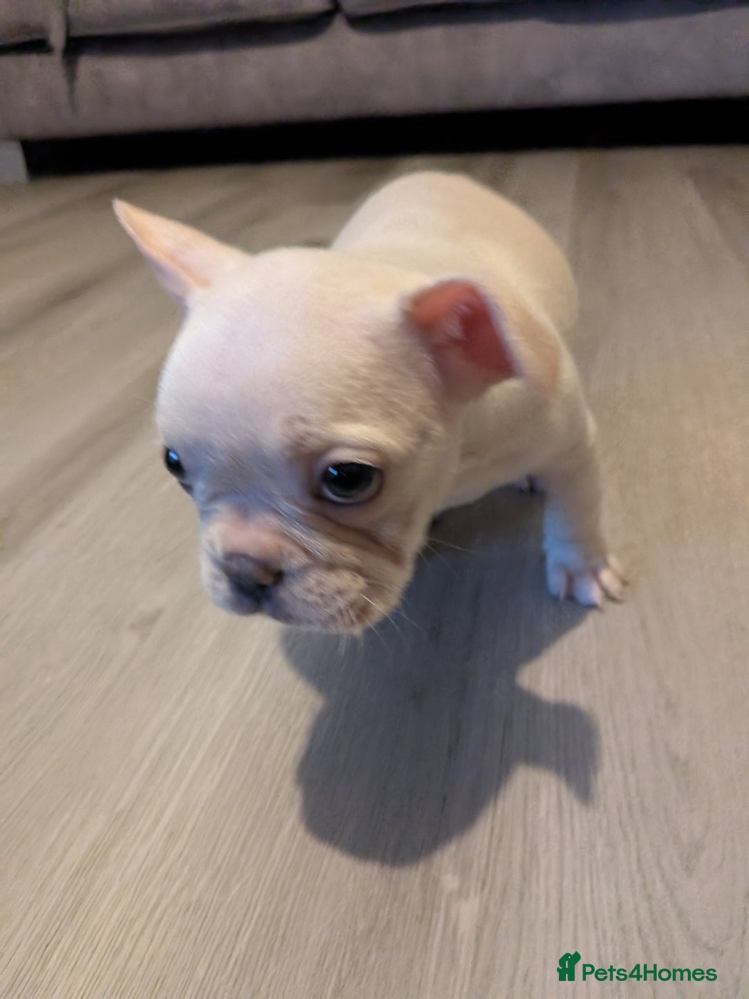 French Bulldog dogs for sale: French bulldog puppy's  - Image 10