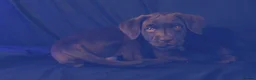 Labrador Retriever dogs for sale: Chocolate Labrador in Glasgow - Advert 28