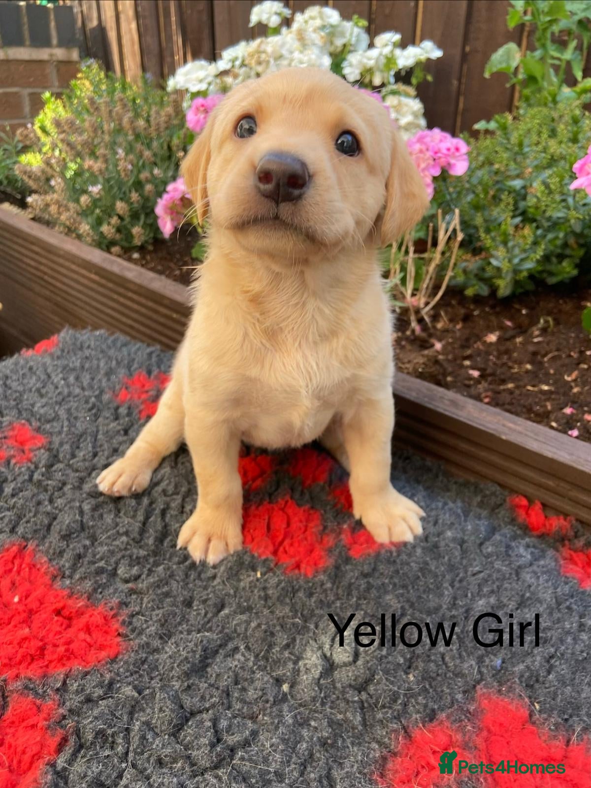 Labrador Retriever dogs FTCh Gunnerspeg Gambler × Greenbriar Tanzanite - Advert 1