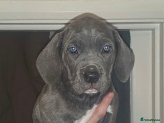 Cane Corso dogs - Advert 1