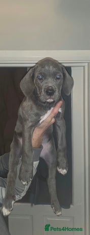 Cane Corso dogs - Advert 1